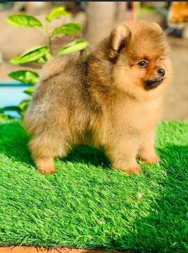 Toy Pom angle 4